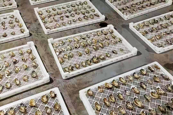 前沿2023年度三倍体苗种生产全面启动