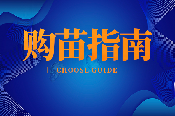 正宗前沿三倍体苗选购指南